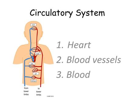 Circulatory System 1.Heart 2. Blood vessels 3. Blood.