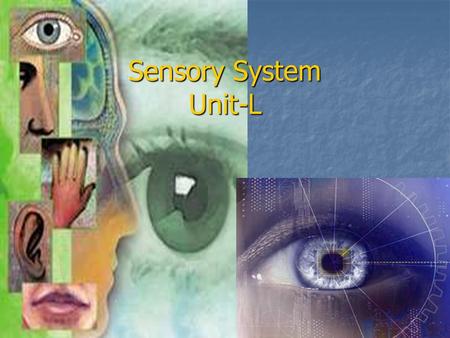 Sensory System Unit-L.