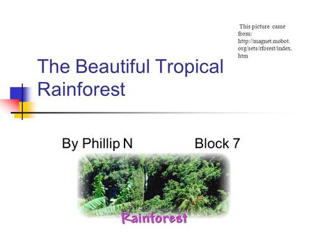 The Beautiful Tropical Rainforest By Phillip N Block 7 This picture came from:  org/sets/rforest/index. htm.