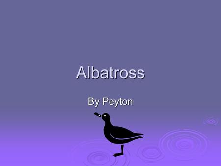 Albatross By Peyton Bird  It has feathers.  It has a backbone.  It has lungs and breathes air.  They are warm – blooded.  It hatches from eggs.