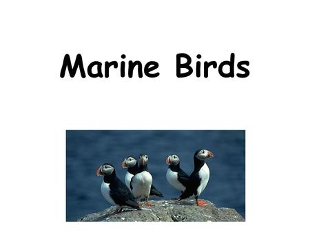 Marine Birds. Only 3% of birds are marine Birds evolved from a group of reptiles All marine birds must return to land to lay their eggs.