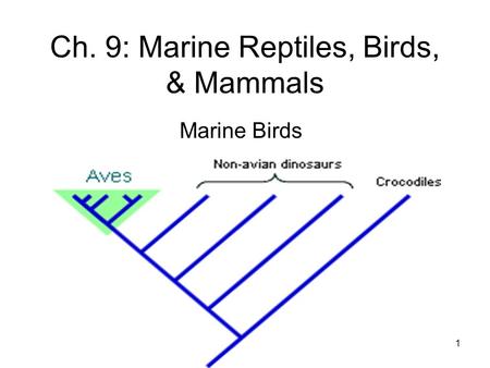 1 Ch. 9: Marine Reptiles, Birds, & Mammals Marine Birds.