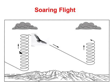 Soaring Flight. Andean Condor soaring
