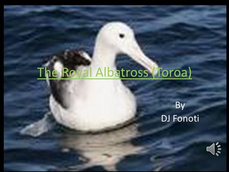 The Royal Albatross (Toroa) By DJ Fonoti The royal albatross is the largest sea bird in the world.