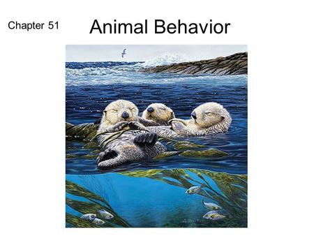Animal Behavior Chapter 51. Behavior is what an animal does and how it does it. What is Behavior?