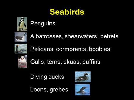Seabirds Penguins Albatrosses, shearwaters, petrels Pelicans, cormorants, boobies Gulls, terns, skuas, puffins Diving ducks Loons, grebes.