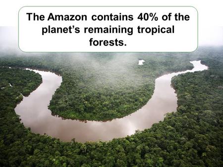 The Amazon contains 40% of the planet’s remaining tropical forests.