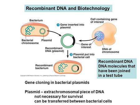 Recombinant DNA and Biotechnology Gene cloning in bacterial plasmids Plasmid – extrachromosomal piece of DNA not necessary for survival can be transferred.