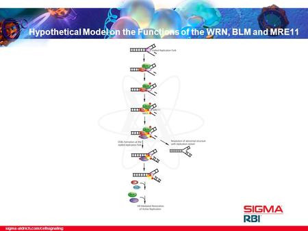 Sigma-aldrich.com/cellsignaling Hypothetical Model on the Functions of the WRN, BLM and MRE11.
