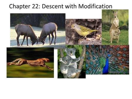 Chapter 22: Descent with Modification. Theory of Evolution Change through time – Descent with modification – Genetic changes of a population through time.