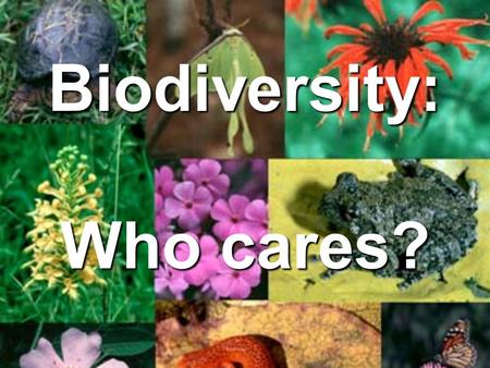 Biodiversity: Who cares?. Which do you like better? A B.