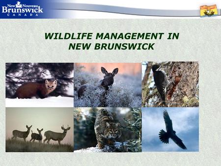 WILDLIFE MANAGEMENT IN NEW BRUNSWICK. WHY MANAGE WILDLIFE? Provincial MANDATE to manage populations of all wild species, their habitats and use, for the.