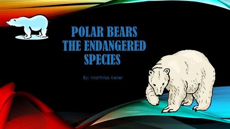 POLAR BEARS THE ENDANGERED SPECIES By: Matthias Keller.
