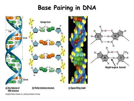 Base Pairing in DNA. Red = O Grey = C White = H Purple = K Ionic Radii Li + = 0.68 Å Na + = 0.97 Å K + = 1.33 Å Rb + = 1.47 Å Cavity Size (O-O Dist.)