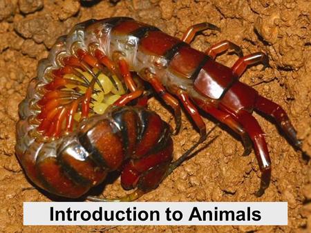 Introduction to Animals. INTRODUCTION TO ANIMALS Most diverse kingdom in appearance More than 1 million species! Each phylum has its own typical body.