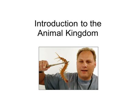 Introduction to the Animal Kingdom. Plant or Animal?