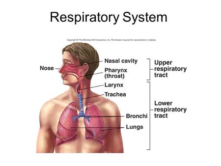 Respiratory System. Right lung: Three lobes Left lung: Two lobes.