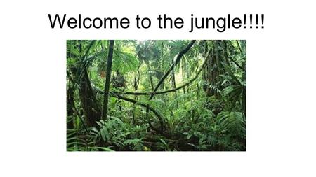 Welcome to the jungle!!!!. Activities When you have a town get together you want to have fun activities that everyone can participate in. 1).face painting.