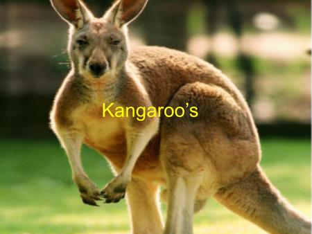 Kangaroo’s. CONTENTS SAY HELLO TO KANGAROO’S The Kangaroo’s body Pouch FOOD PREDITORS LIVING LIFESTYLE.