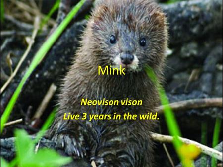 Mink Neovison vison Live 3 years in the wild.. Identification Minks are members of the weasel family and have a long slim body They are mainly active.