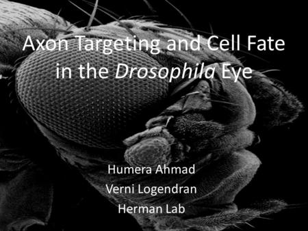 Axon Targeting and Cell Fate in the Drosophila Eye Humera Ahmad Verni Logendran Herman Lab.