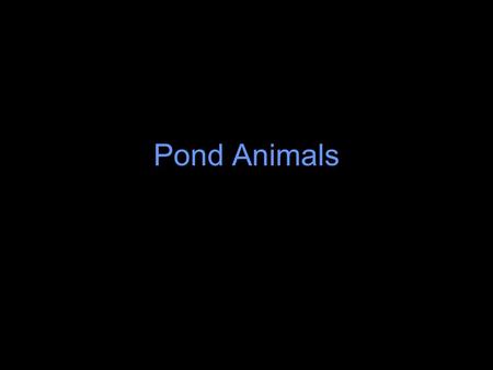 Pond Animals. Zonation Life in a pond is correlated with its zonation into the littoral, limnetic, profundal, and benthic zone The greatest diversity.