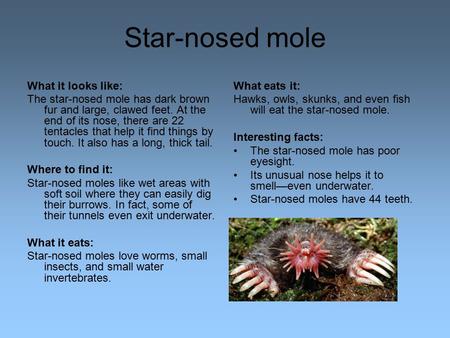 Star-nosed mole What it looks like: The star-nosed mole has dark brown fur and large, clawed feet. At the end of its nose, there are 22 tentacles that.