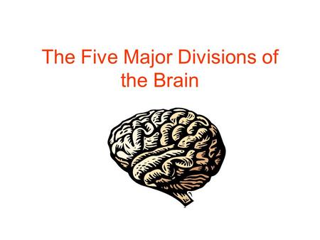 The Five Major Divisions of the Brain. Forebrain Telencephalon Diencephalon Midbrain Mesencephalon Hindbrain Metencephalon Myelencephalon.
