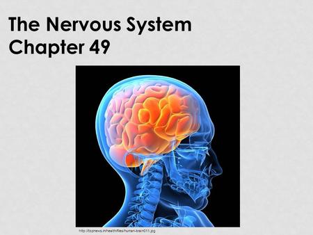 The Nervous System Chapter 49