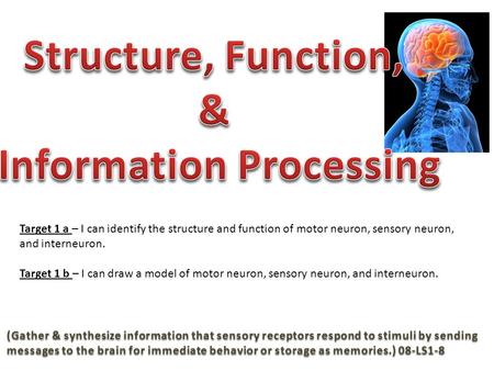 (Gather & synthesize information that sensory receptors respond to stimuli by sending messages to the brain for immediate behavior or storage as memories.)