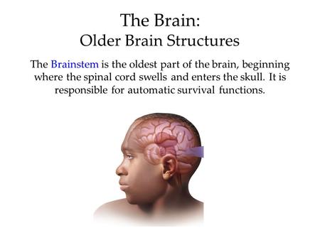 The Brain: Older Brain Structures The Brainstem is the oldest part of the brain, beginning where the spinal cord swells and enters the skull. It is responsible.