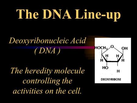 Deoxyribonucleic Acid ( DNA ) The heredity molecule controlling the activities on the cell. The DNA Line-up.