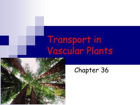 Transport in Vascular Plants Chapter 36. Transport in Plants Occurs on three levels:  the uptake and loss of water and solutes by individual cells 