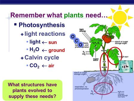 AP Biology Remember what plants need…  Photosynthesis  light reactions  light H2OH2O  Calvin cycle  CO 2 What structures have plants evolved to.