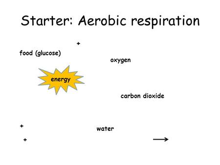 Starter: Aerobic respiration food (glucose) oxygen carbon dioxide water energy + + +