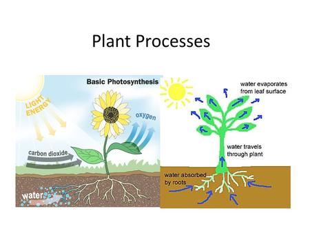 Plant Processes. Essential Question What are the basic processes that allow a plant to survive? ?