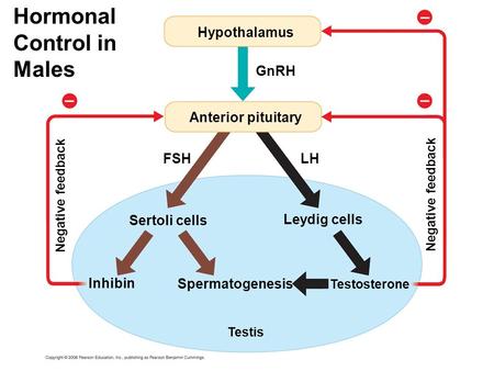 Hormonal Control in Males Hypothalamus GnRH FSH Anterior pituitary Sertoli cells Leydig cells Inhibin Spermatogenesis Testosterone Testis LH Negative feedback.
