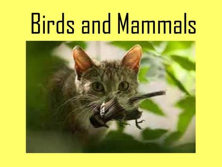 Birds and Mammals. Determine which characteristic is common to birds or mammals or both. Mouth usually has teeth Mammal.