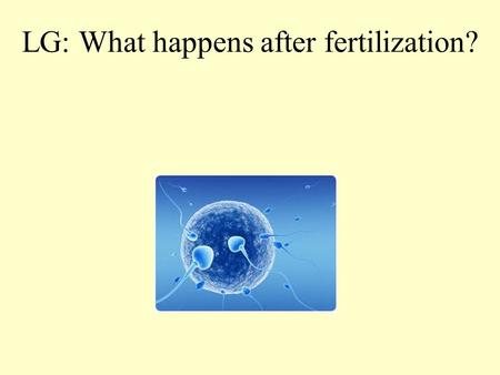 LG: What happens after fertilization? From one cell to many A fertilized egg goes through an early stage of development called an embryo. EMBRYO.