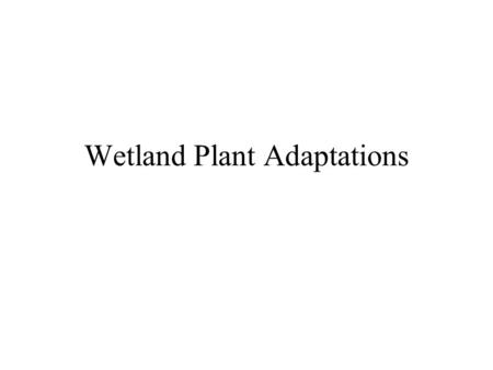 Wetland Plant Adaptations. Wetland environment stresses on plants –Water regime –Wetlands: periodic drying –Terrestrial: periods of flooding. –Temperature: