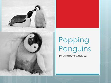 Popping Penguins By: Anabela Chavez.