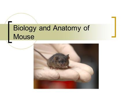 Biology and Anatomy of Mouse. A brief history of rodent welfare The word mouse in the English language can be traced back to the Latin mus, then to the.