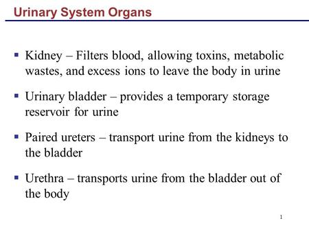 1 Urinary System Organs  Kidney – Filters blood, allowing toxins, metabolic wastes, and excess ions to leave the body in urine  Urinary bladder – provides.