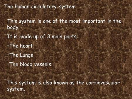 The human circulatory system This system is one of the most important in the body. It is made up of 3 main parts: The heart The Lungs The blood vessels.