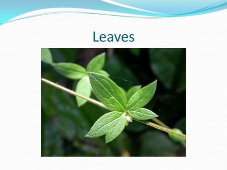 Leaves. Above ground plant organ used to capture sunlight for photosynthesis Typically flat and thin to allow light to penetrate fully into the tissues.