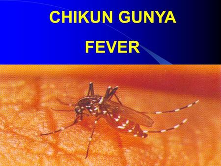 CHIKUN GUNYA FEVER. INTRODUCTION  Caused by an Alpha Virus  Spread by bite of Aedes aegypti mosquito which usually bite during day light hours.  the.