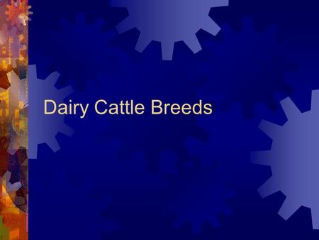 Dairy Cattle Breeds. 1. Holsteins are?  A Tan and Spotted  B Black and White  C Fawn with a black switch  D Grey.