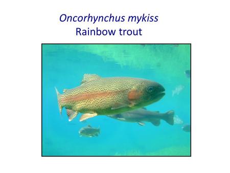Oncorhynchus mykiss Rainbow trout