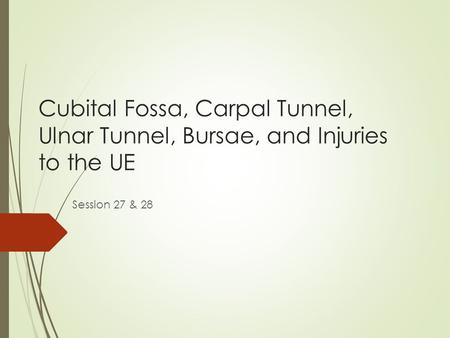 Cubital Fossa, Carpal Tunnel, Ulnar Tunnel, Bursae, and Injuries to the UE Session 27 & 28.