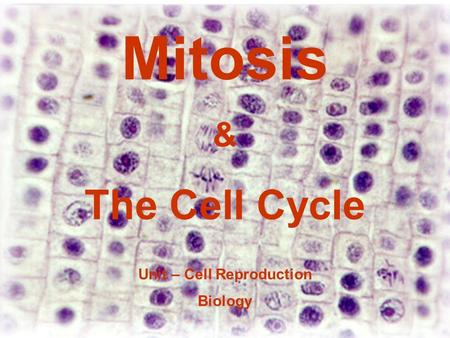 Unit – Cell Reproduction